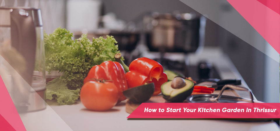 How to Start Your Kitchen Garden in Thrissur